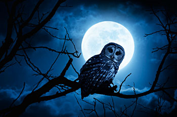 Owl on branch with moon